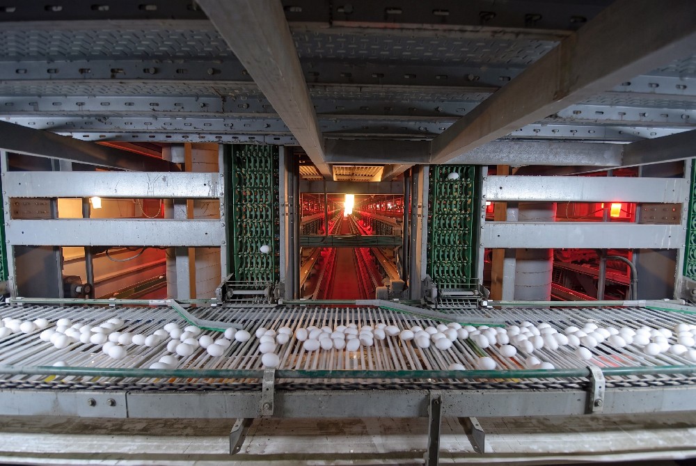 Egg Conveying Systems