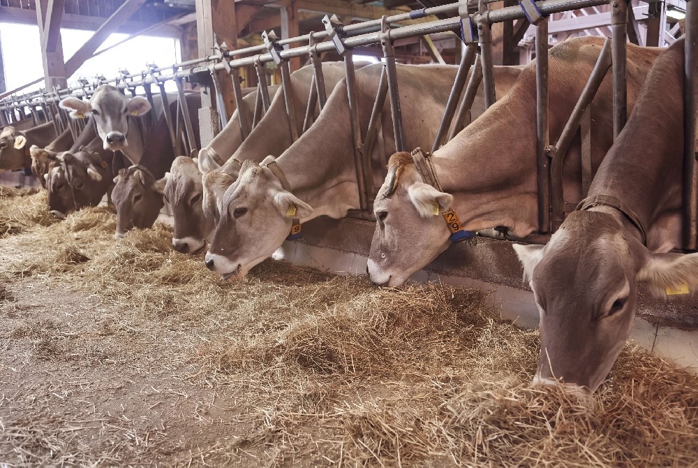 Livestock Tethering and Restraint Systems